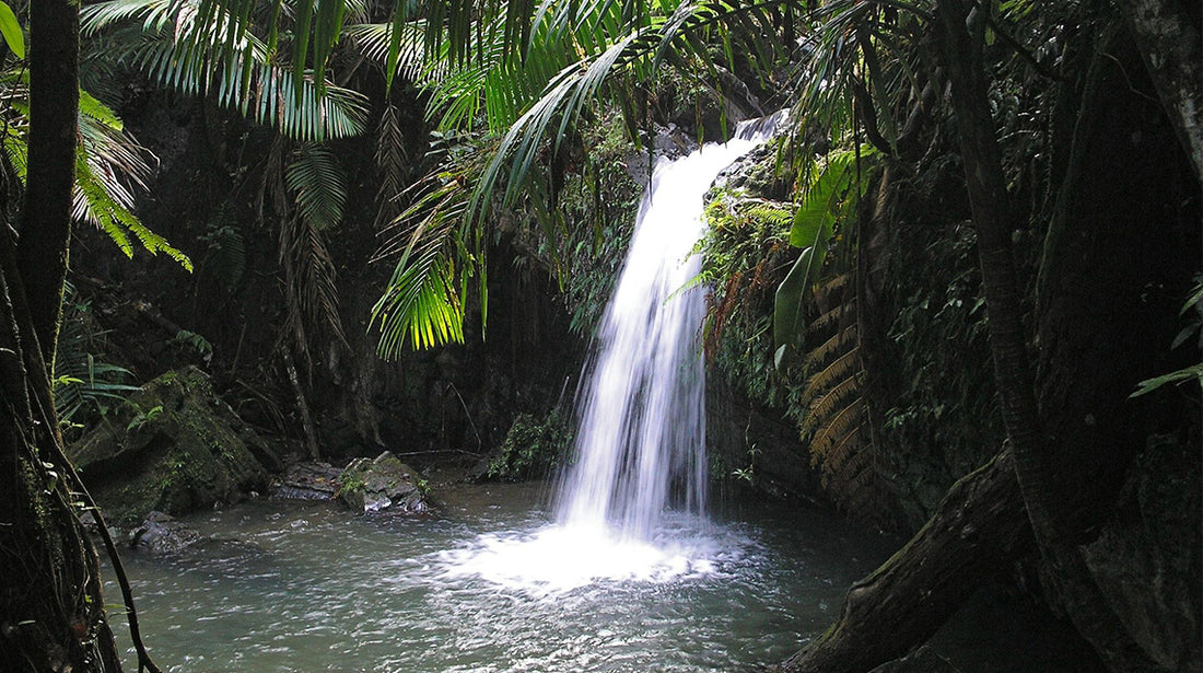 Let Support Our Tropical Rain Forest - El Yunque