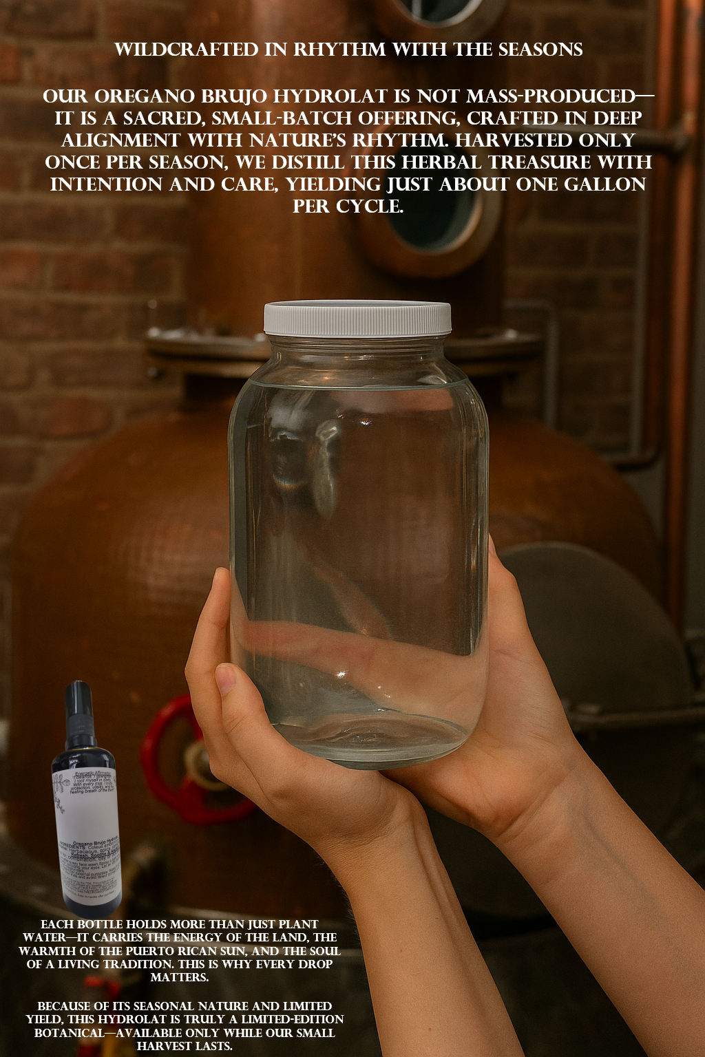 Pre-Order (Seasonal) Oregano Brujo Hydrolat | 3.3 oz