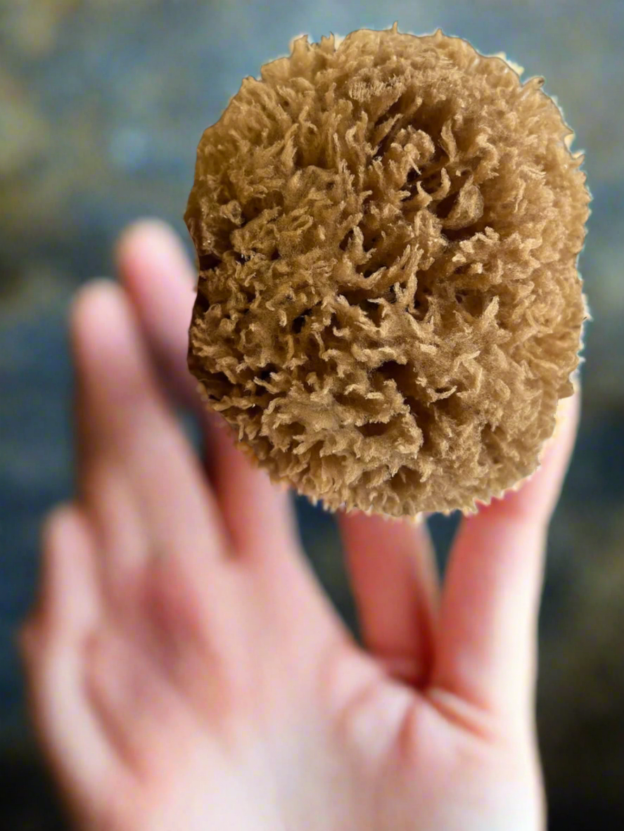 Caribbean Sea Sponges