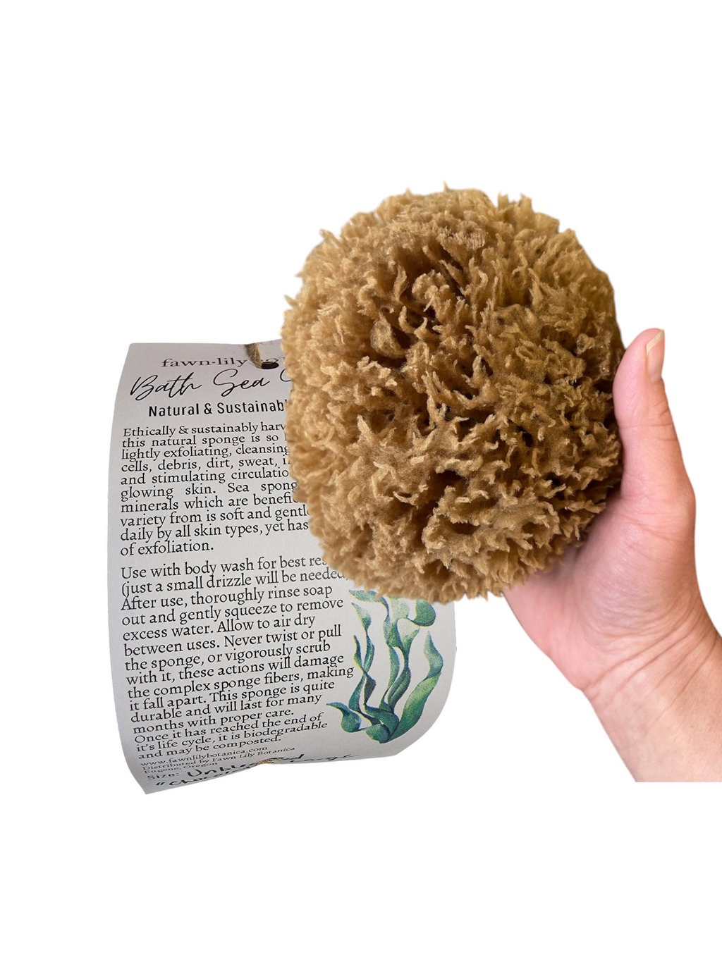 Caribbean Sea Sponges