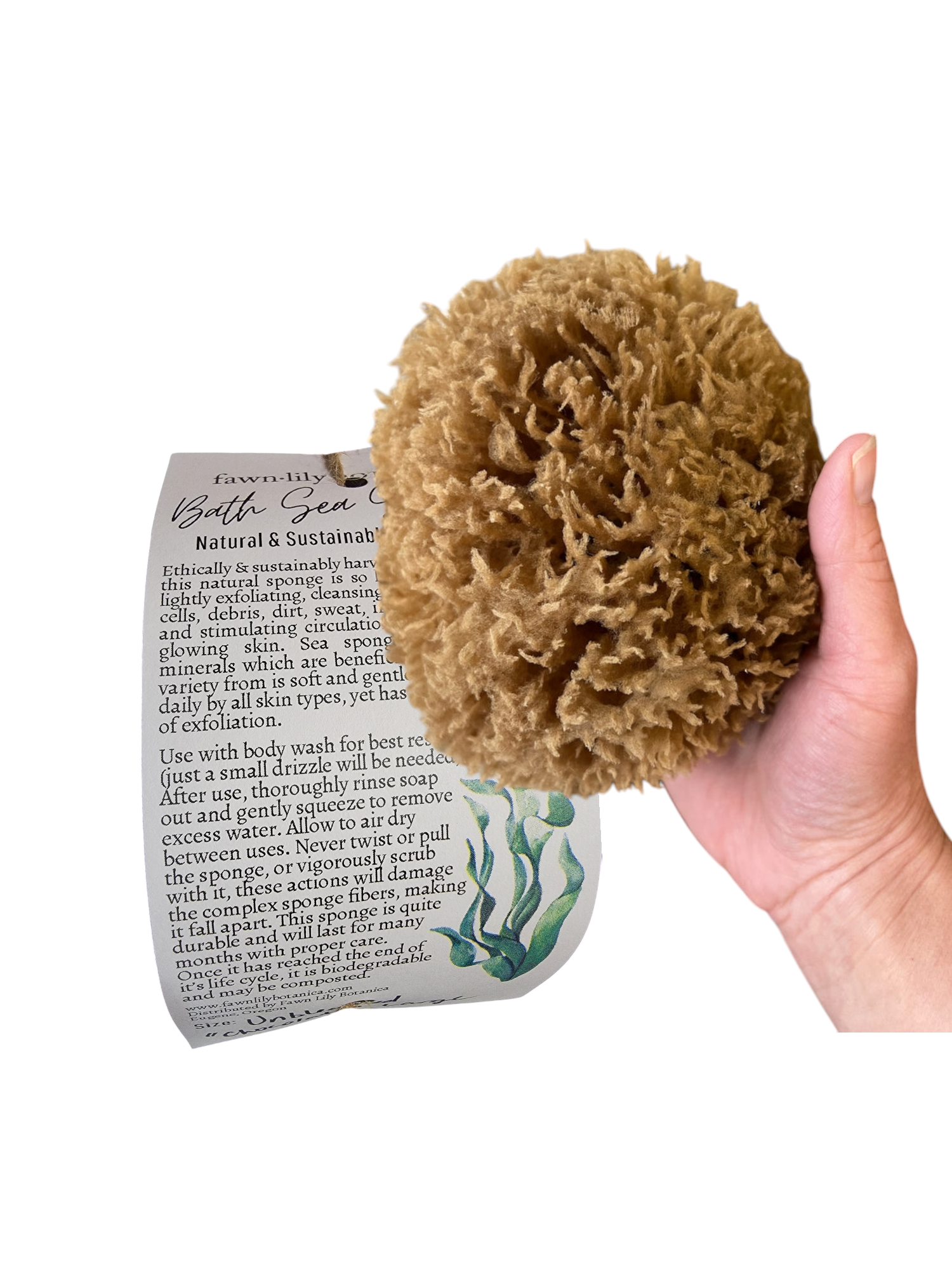 Caribbean Sea Sponges