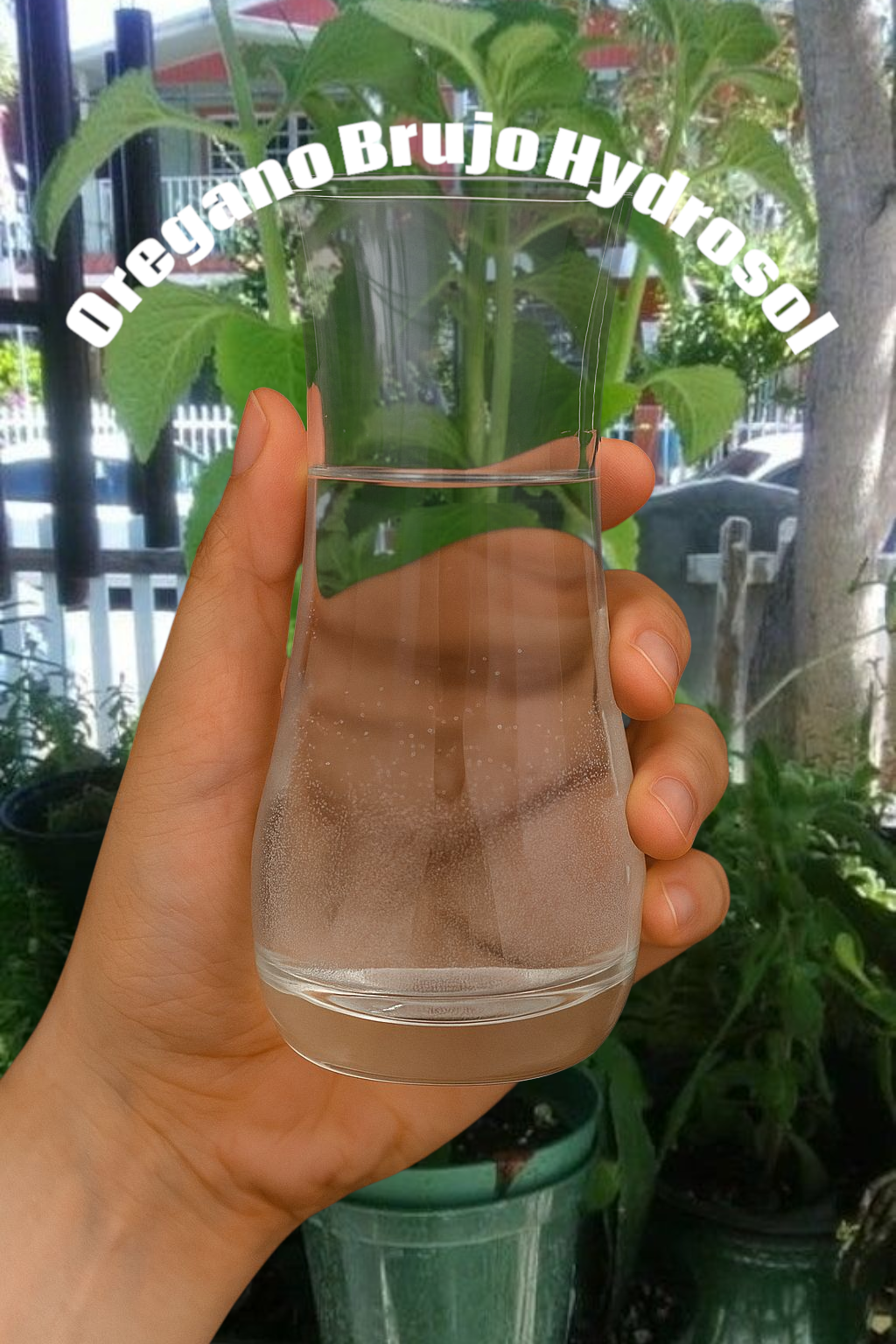 Oregano Brujo. The oil yield is low but the hydrolat compensates for that.
Oregano hydrolat is filled with anti- microbial properties. It is very good for skin infections.