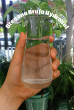 Load image into Gallery viewer, Oregano Brujo. The oil yield is low but the hydrolat compensates for that.
Oregano hydrolat is filled with anti- microbial properties. It is very good for skin infections.
