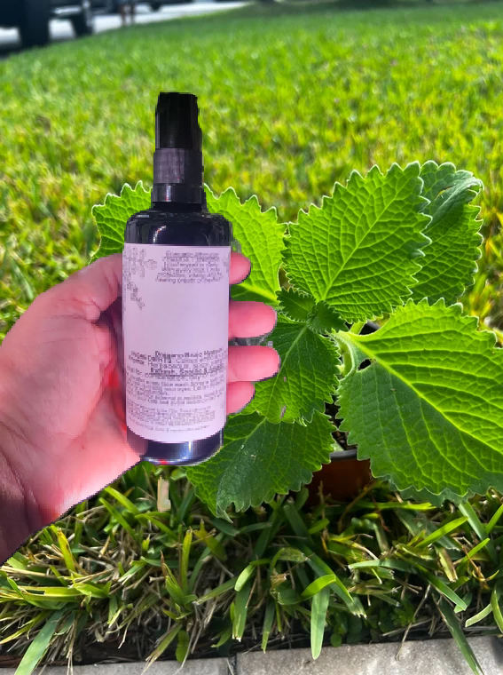 Our Oregano Brujo is thoughtfully cultivated  in our Island Puerto Rico with care and intention.
To craft this hydrolat, we partner with a skilled artisan distiller in Pennsylvania. While we grow and harvest the plant ourselves, we currently don’t have the specialized equipment needed for professional steam distillation. That’s why we entrust this delicate and precise process to experienced hands—ensuring the final product maintains its full botanical integrity, purity, and therapeutic value.