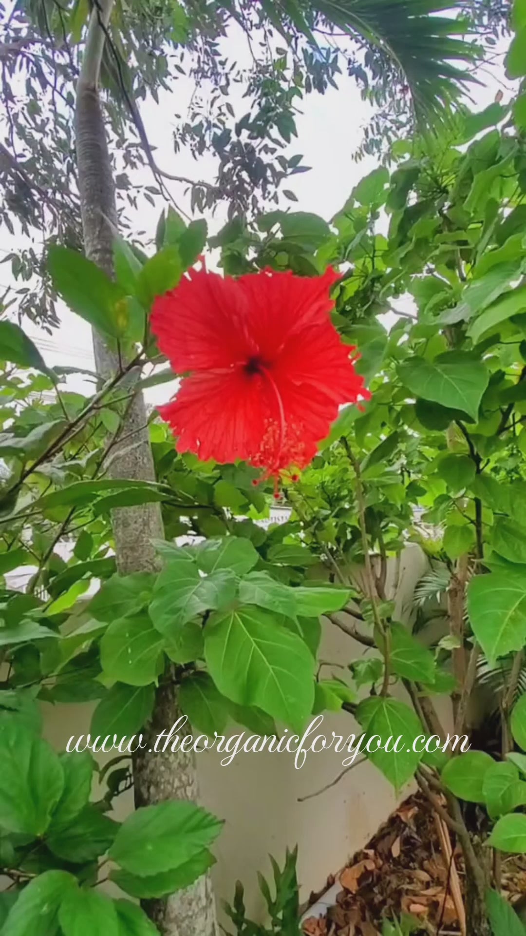 Flor de Amapola Soap Bar