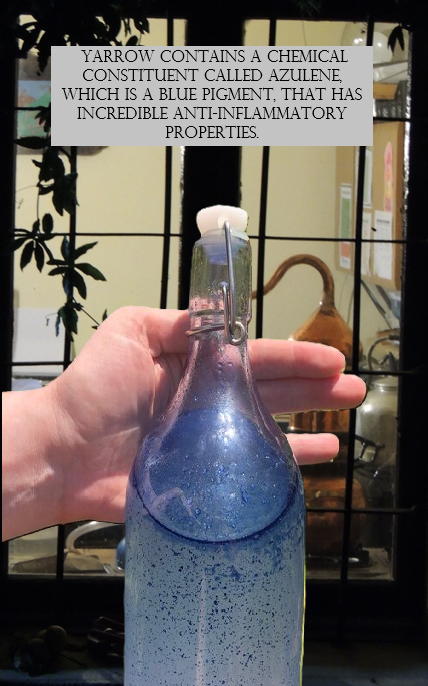 Distillation Process: During steam distillation, yarrow's volatile compounds are released, and then cooled and collected as the hydrolat. The essential oils, which contain the concentrated chamazulene, often separate and float on top of the hydrolat.